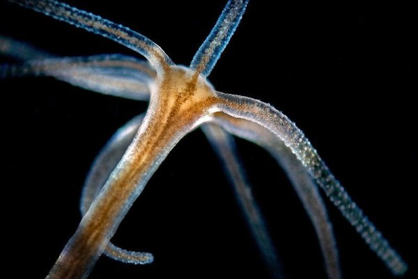 Кракен сайт биз