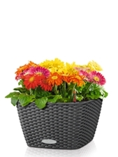 Kraken 12at зеркало