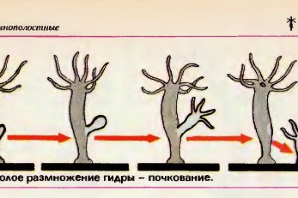 Гидра в даркнете