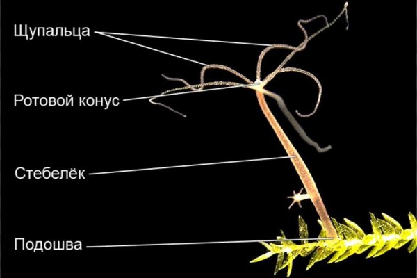 Что такое кракен тор