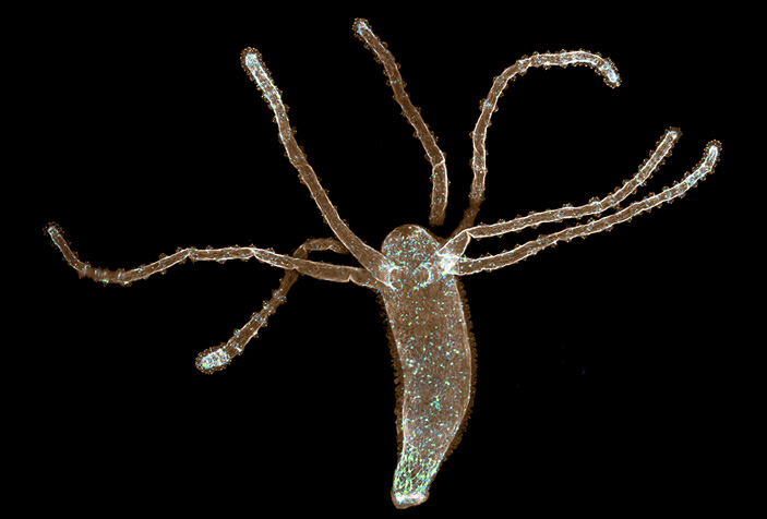 Ссылка на кракен